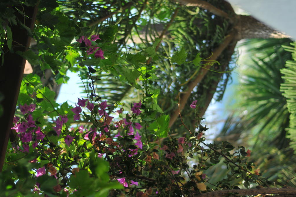 Nikoleta'S Studios دريوس الغرفة الصورة